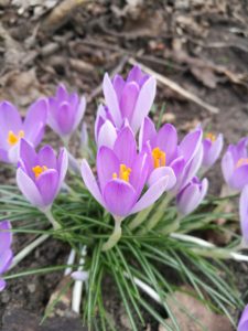 Wenn die Seele auftaut: Warum wir den Frühling jetzt so dringend brauchen